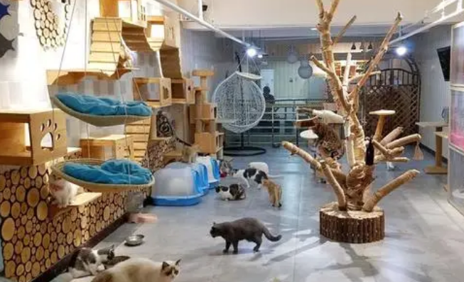 猫咖适合开在什么地点 猫咖适合开在什么地点