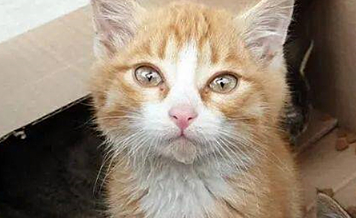 动物园员工捡到3只流浪猫，让猞猁当起了临时妈妈，竟毫无违和感