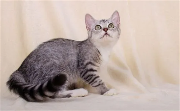 短毛猫品种及图片 短毛猫品种及图片