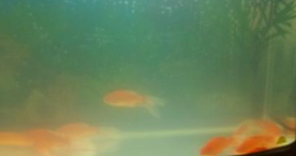 鱼缸喂鱼食水浑浊怎么办