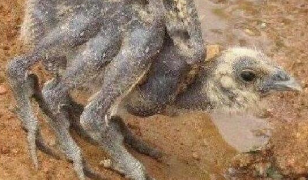 蜘蛛鸡是什么样子的