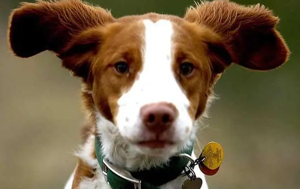 布列塔尼犬好养吗 该犬饲养难度不大