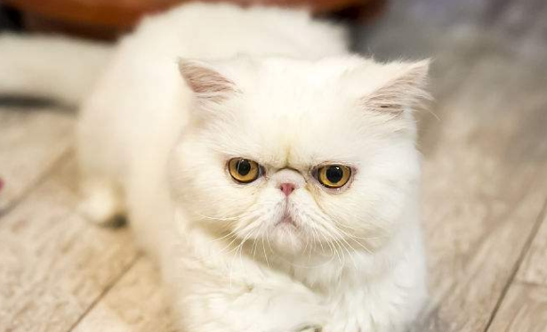 加菲猫颜色等级以及价格 加菲猫颜色等级以及价格