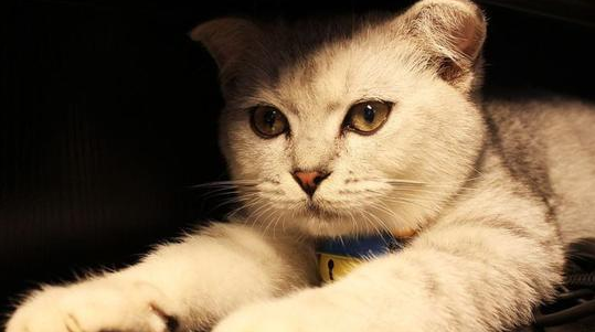 给虎斑猫准备了一件衣服,穿上后秒变傲娇小公主,萌感剧增 给虎斑猫准备了一件衣服,穿上后秒变傲娇小公主,萌感剧增