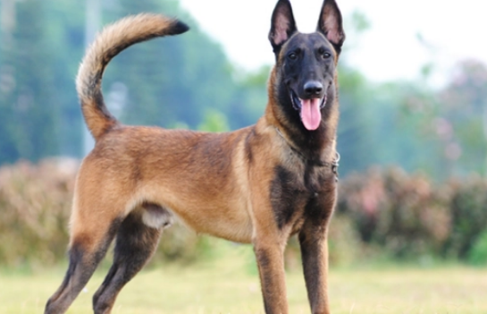 马犬名字警犬取名