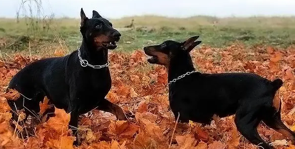 德国平犬和宾莎犬区别