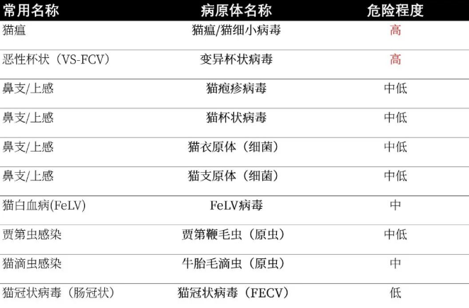 养猫家庭消毒综合指南