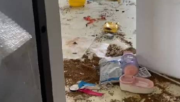 租的房子以前养过猫怎么消毒