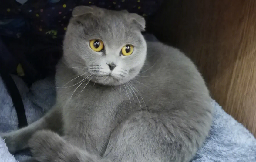 蓝胖子猫咪怎么养 蓝胖子猫咪怎么养