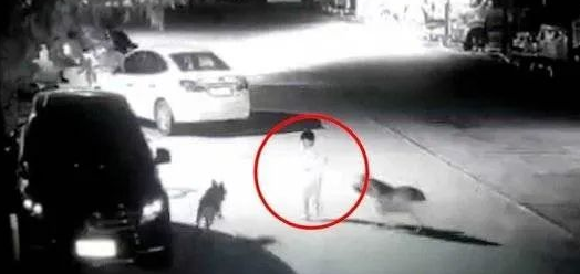 心疼!4岁女童被两条恶犬拖走、撕咬近20分钟… 心疼!4岁女童被两条恶犬拖走、撕咬近20分钟…