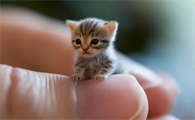 指甲猫是真的吗