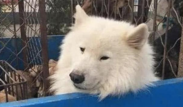 萨摩耶被拉到狗肉场,狗狗一动不动,等待着死亡来临! 萨摩耶被拉到狗肉场,狗狗一动不动,等待着死亡来临!