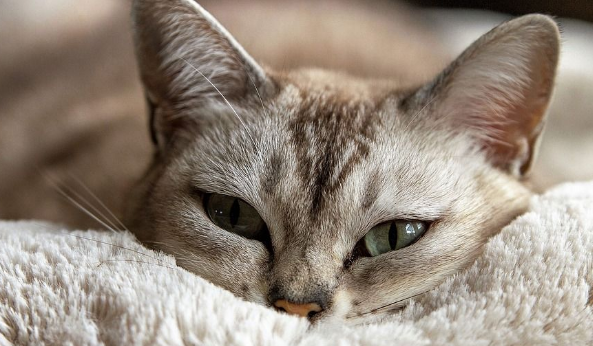 猫咪突然卖萌？可能是在忍痛！这几个求救信号你必须知道