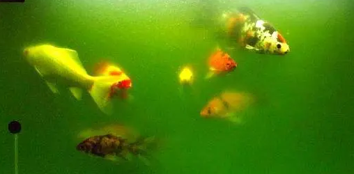 鱼缸水质浑浊