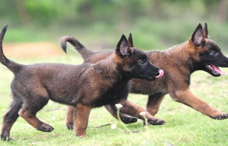 马犬喜欢什么玩具