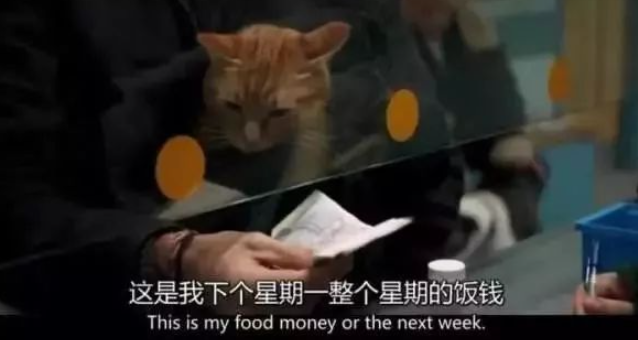 养猫以后,人的变化你想象不到 养猫以后,人的变化你想象不到
