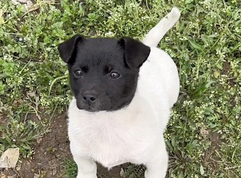 狗狗头是黑色身体是白色,看起来像是拼接的,狗:我就是只白狗! 狗狗头是黑色身体是白色,看起来像是拼接的,狗:我就是只白狗!