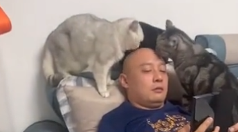 “猫技师”？江苏3只猫咪疯狂盘3主人光头，网友直呼大开眼界！