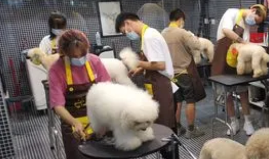 宠物美容师培训费用