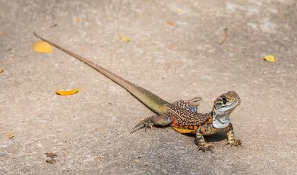 蝴蝶蜥可以吃吗