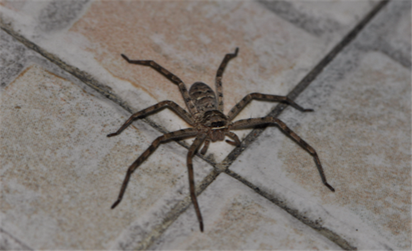 家中常见的20种蜘蛛图鉴 家中常见的20种蜘蛛图鉴