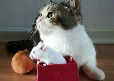 小白鼠可以喂猫吗
