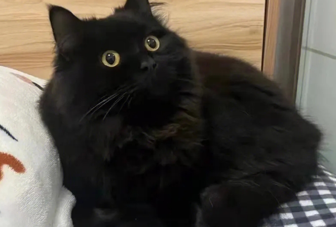 真正的玄猫图片
