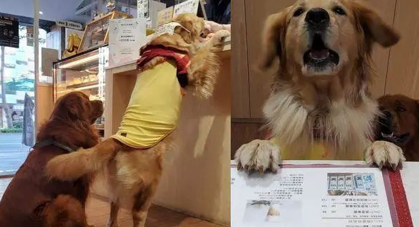 黄金猎犬点餐遇咸猪手乱入,仔细一看错位真相让人笑翻! 黄金猎犬点餐遇咸猪手乱入,仔细一看错位真相让人笑翻!
