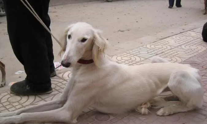 这几种“国产猎犬”都很厉害,可惜数量已经不多了! 这几种“国产猎犬”都很厉害,可惜数量已经不多了!