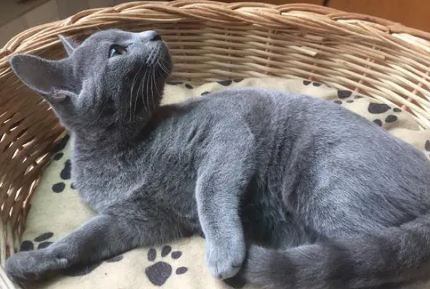 为什么很少人养俄罗斯蓝猫 为什么很少人养俄罗斯蓝猫