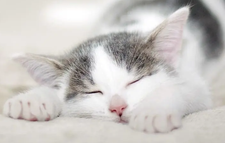“铲屎官”将猫咪寄养后竟要不回来了,法院判决:退猫 “铲屎官”将猫咪寄养后竟要不回来了,法院判决:退猫