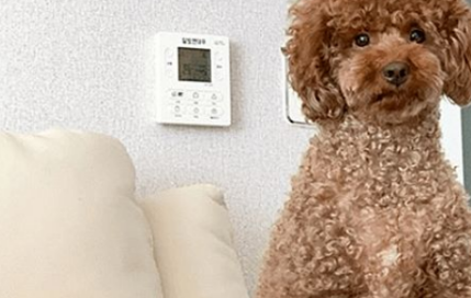 宠主家里养了只贵宾犬，时间一久却莫名有种错觉：该不会成精了吧