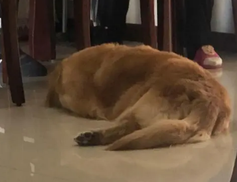 狗梦游时用脚踢四条腿，撞到墙上醒来，狗到底多可爱啊