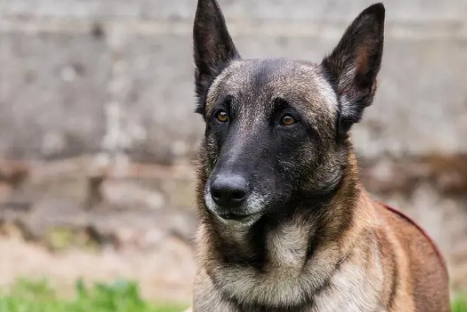 马犬喂养的注意事项 马犬喂养的注意事项