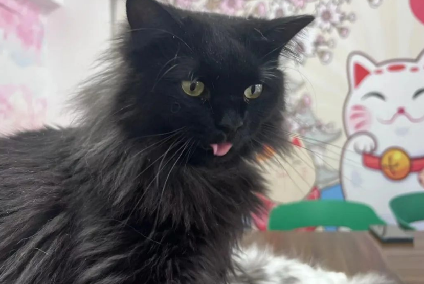 为什么有时候猫咪要睁着眼睛睡觉? 为什么有时候猫咪要睁着眼睛睡觉?