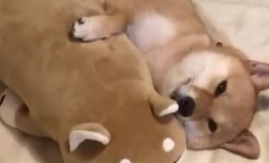 每次去女友家接柴犬，狗子都是这德行，不就是一个柴犬抱枕吗
