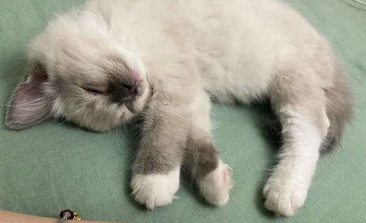 布偶猫的食谱详解