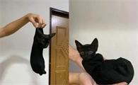 抓猫后颈它疯狂挣扎