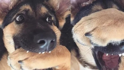 33万“天价”警犬竟然长这样?网友:都没人花33万娶我 33万“天价”警犬竟然长这样?网友:都没人花33万娶我