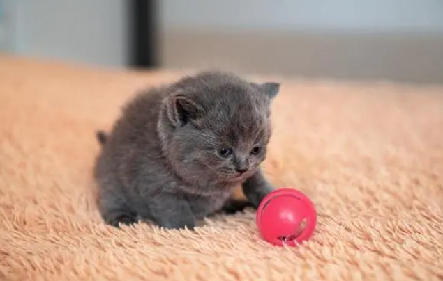 最小的猫有多大 最小的猫有多大