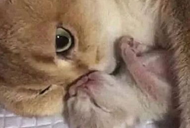 猫咪生下一名独子,铲屎官想抚摸一下,却被喵的眼神硬生生劝退了 猫咪生下一名独子,铲屎官想抚摸一下,却被喵的眼神硬生生劝退了