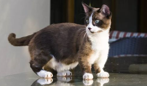 侏儒猫有什么症状 侏儒猫有什么症状