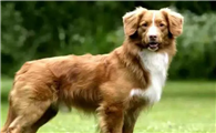 诱鸭犬,你一定不知道这是个什么鬼!