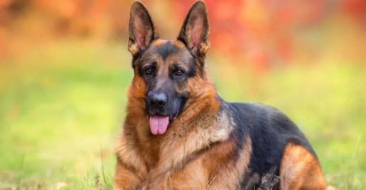 盘点十种搜救犬品种,拉布拉多上榜 盘点十种搜救犬品种,拉布拉多上榜