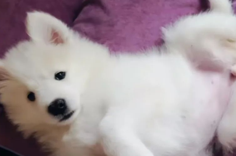 小狗失明后，我为它养了只导盲犬