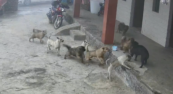 不知道狗在外面惹了谁，成群结队的野狗跑来家里闹事，有点后怕呀
