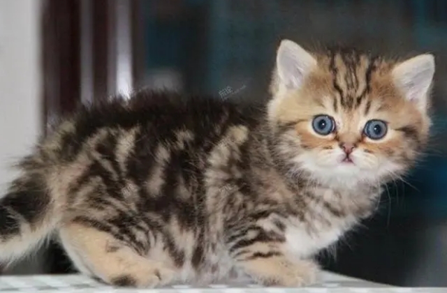 金虎斑猫为什么便宜