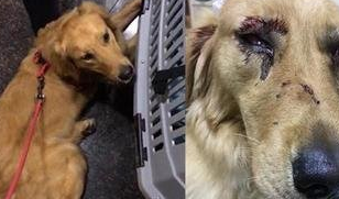 金毛Siri在托运过程中死亡,涉事公司:员工接私单后换车,已离职 金毛Siri在托运过程中死亡,涉事公司:员工接私单后换车,已离职