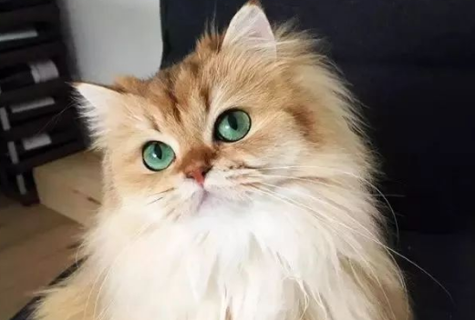 全球最美的几只猫咪，一生极难一见！