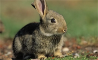 兔瘟会传染给其他动物吗